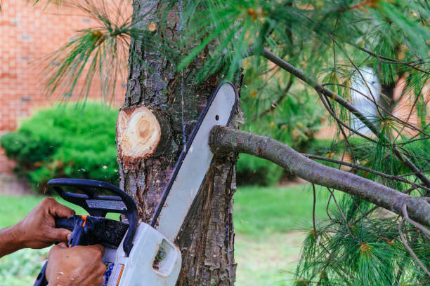 How Our Tree Care Process Works  in  Shippensburg University, PA